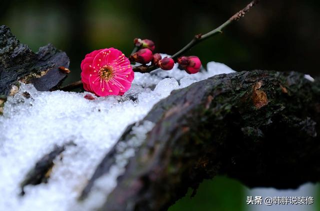 桂的五行屬性是屬什么？桂的五行屬性是什么！