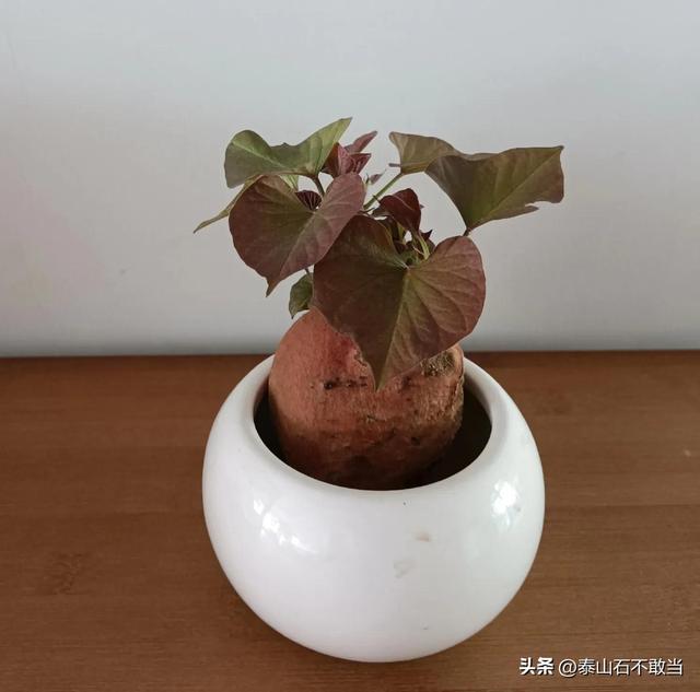 取名記