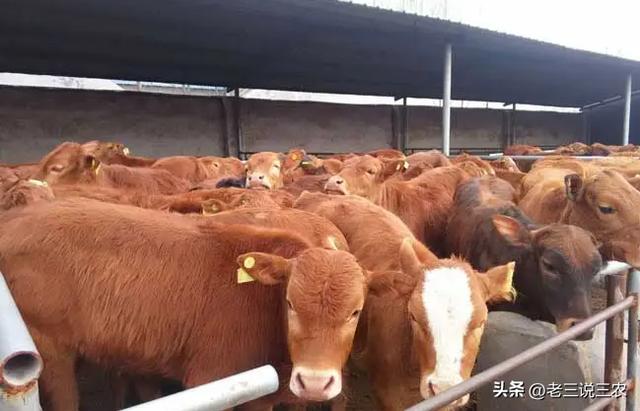 養(yǎng)殖場起名字大全免費？養(yǎng)殖場起名字大全免費4字！