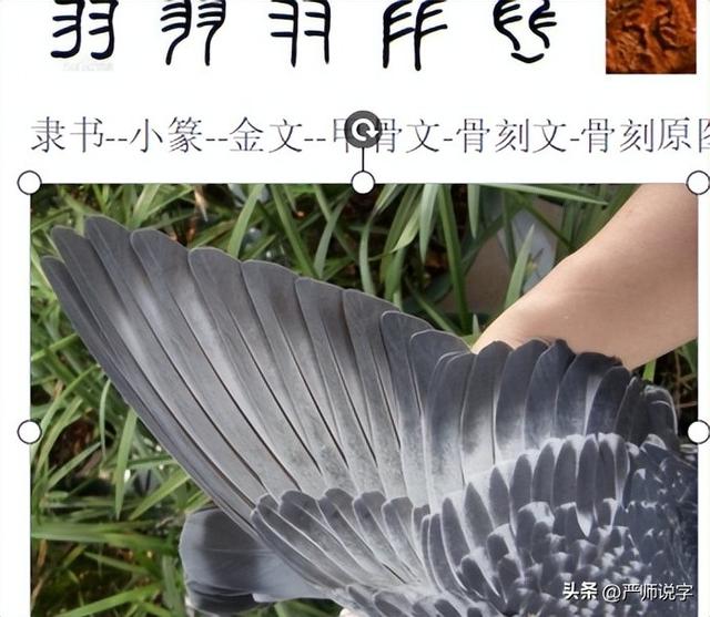 翎字五行屬什么？翎字取名寓意及含義！