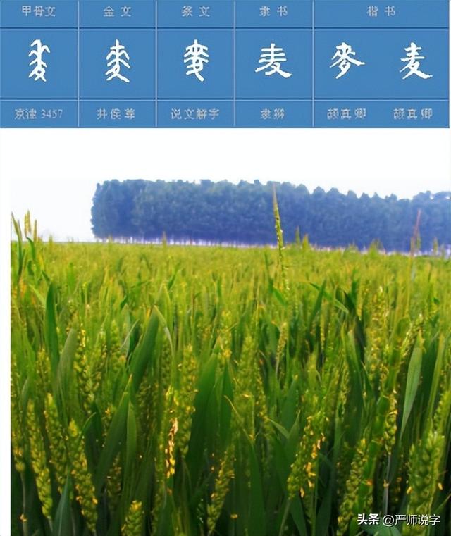 翎字五行屬什么？翎字取名寓意及含義！