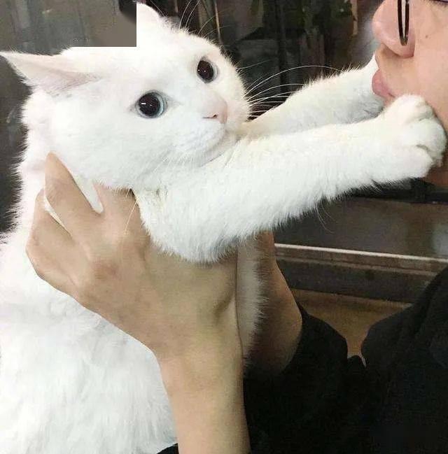 寵到底是什么意思，寵指的是什么