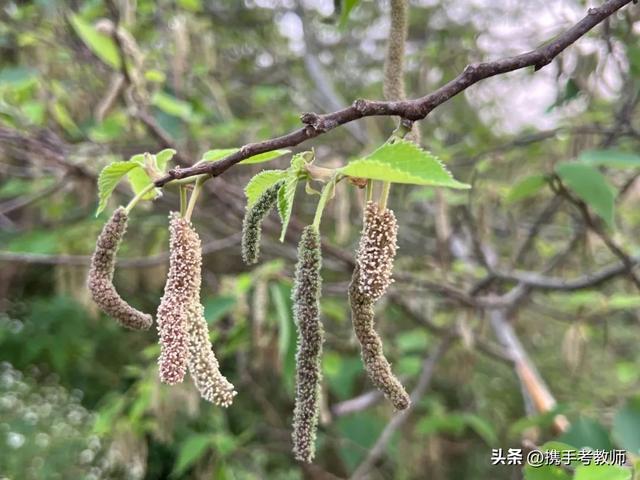 蓓蓓讀音意思怎么讀，蓓蓓的讀音