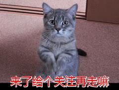 貓字的筆畫順序怎么寫，貓字的筆畫順序視頻