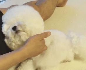 狗狗名字大全_洋氣招財男，狗狗名字大全_洋氣招財2O22年