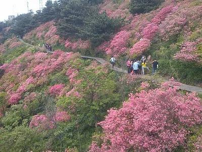 鵑成語四個字，鵑成語四個字大全