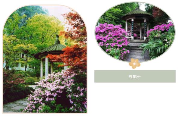 鵑字四字詞語，鵑_成語