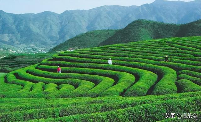 茶葉公司取名,茶葉未注冊(cè)過的好聽的商標(biāo)名？