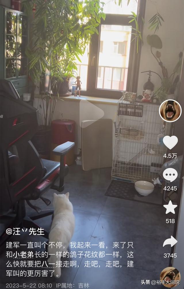 狗狗取名,狗狗取名招財(cái)又吉利的名字？