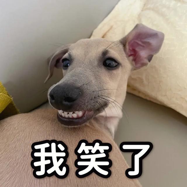 給狗起名字,給狗起名字好聽又吉利霸氣男？