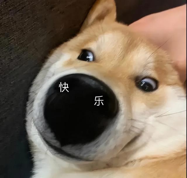 給狗起名字,給狗起名字好聽又吉利霸氣男？