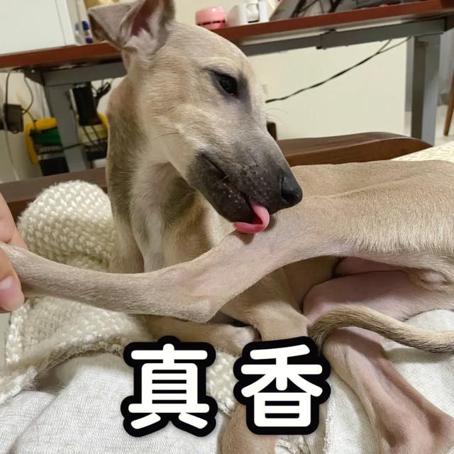 給狗起名字,給狗起名字好聽又吉利霸氣男？