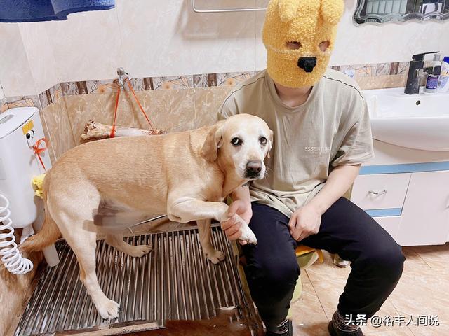狗狗取名,狗狗取名招財(cái)又吉利的名字？