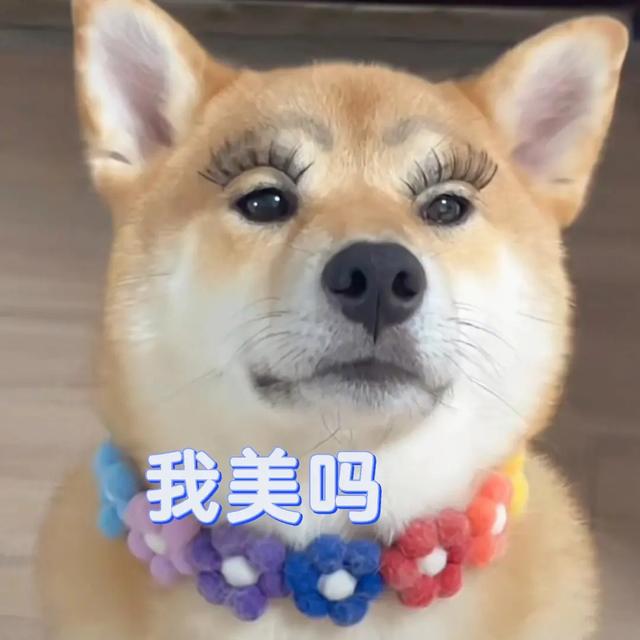 給狗起名字,給狗起名字好聽又吉利霸氣男？