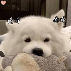給狗起名字,給狗起名字好聽又吉利霸氣男？